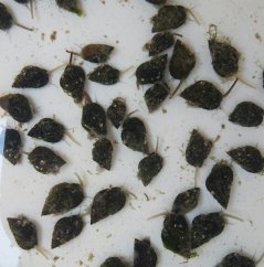 Nassarius Snail