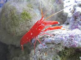 Alpheus bisinctus