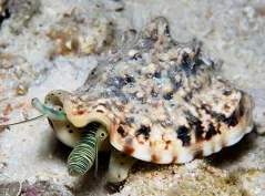 Strombus lentigosus