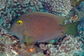 truncatus