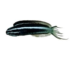 Meiacanthus kamoharai