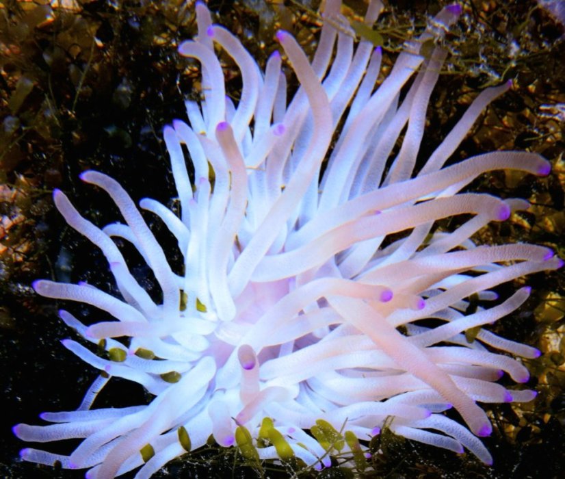 Condylactis gigantea