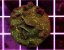 Pavona sp. GLITTER GREEN
