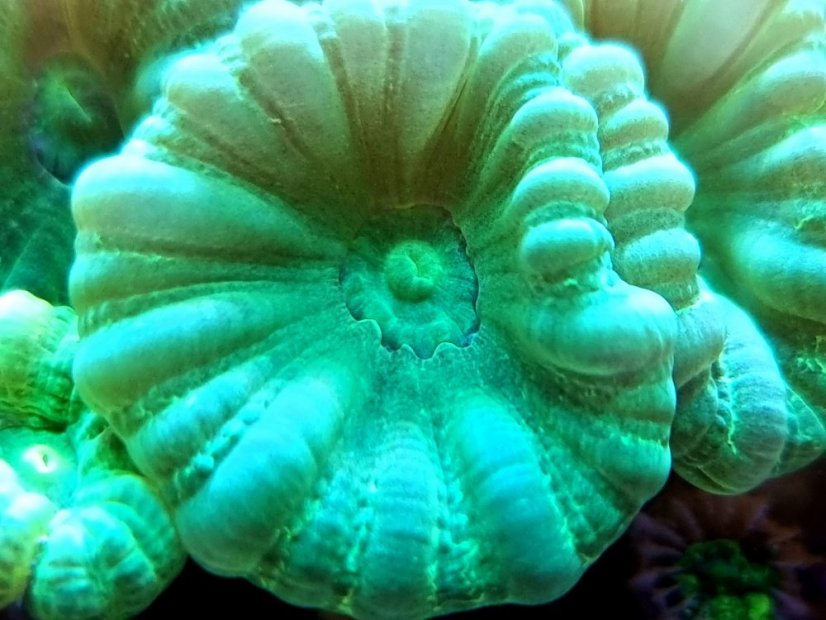 Caulastrea curvata MINT - Veľkosť koralu: 3 polypy