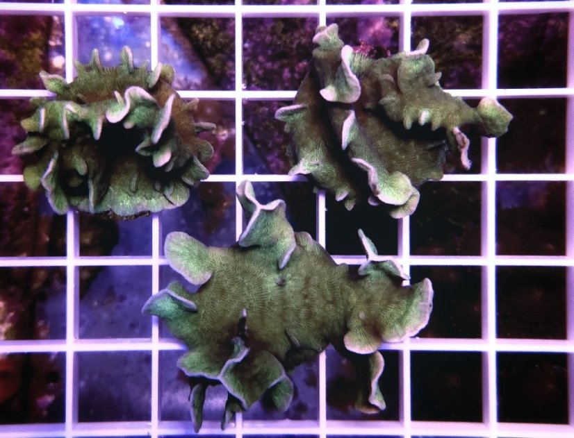 Pavona cactus GREEN