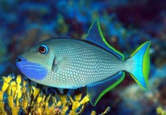 Xanthichtthys auromarginatus1