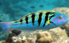 Thalassoma hardwicke2