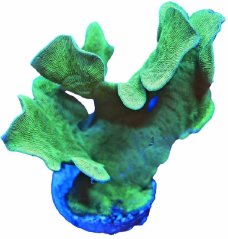 Pavona cactus GREEN