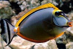 Naso Elegans