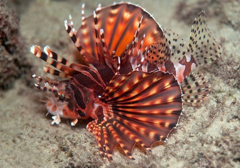 dendro. zebra 2