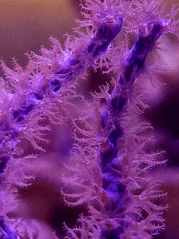 Pseudopterogorgia elisabethae