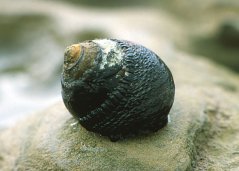 tegula1