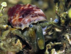 c. mutabile