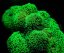 stylophora pistillata green fluo s