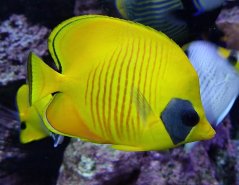 Chaetodon semilarvatus