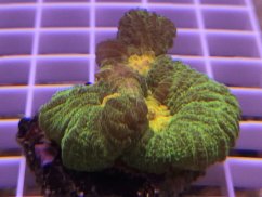 Pectinia alcicornis SPACE INVADER