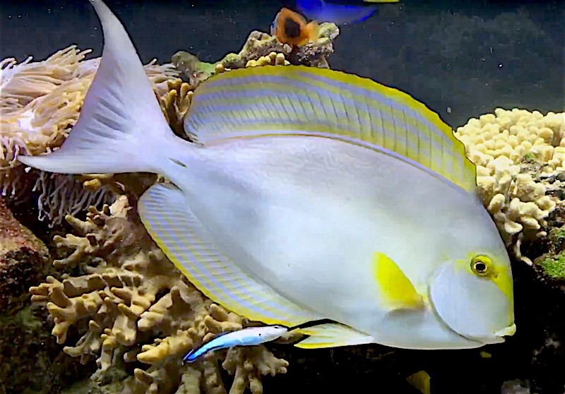 acanthurus xanthopterus1