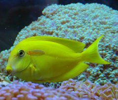 Acanthurus olivaceus