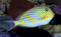 Acanthurus lineatus 7-9 cm