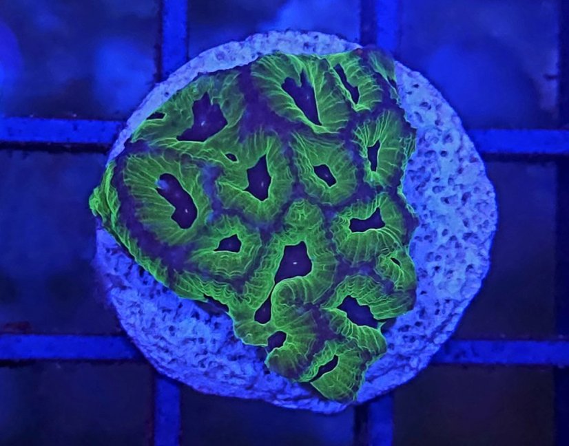 Oulophyllia bennettae PURPLE/GREEN