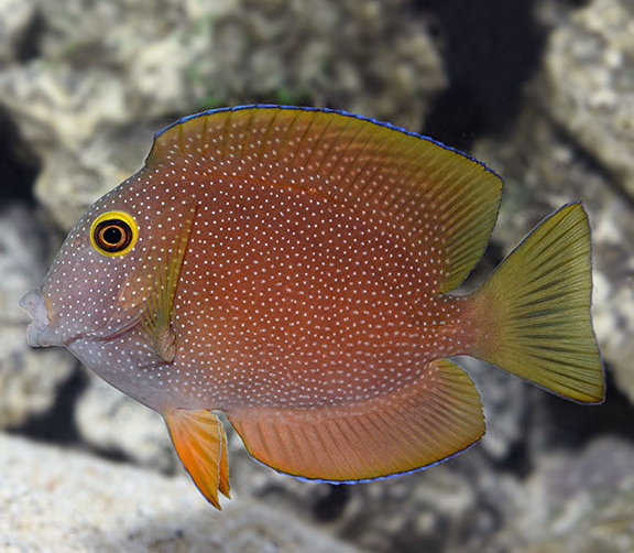 truncatus2