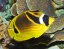 ch. lunula