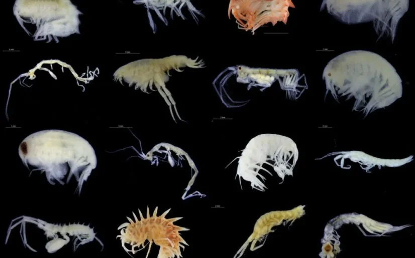 Live Marine Copepods – Živý Mořský Plankton 180 ml