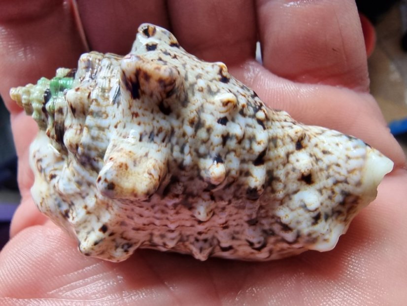 Strombus lentigosus