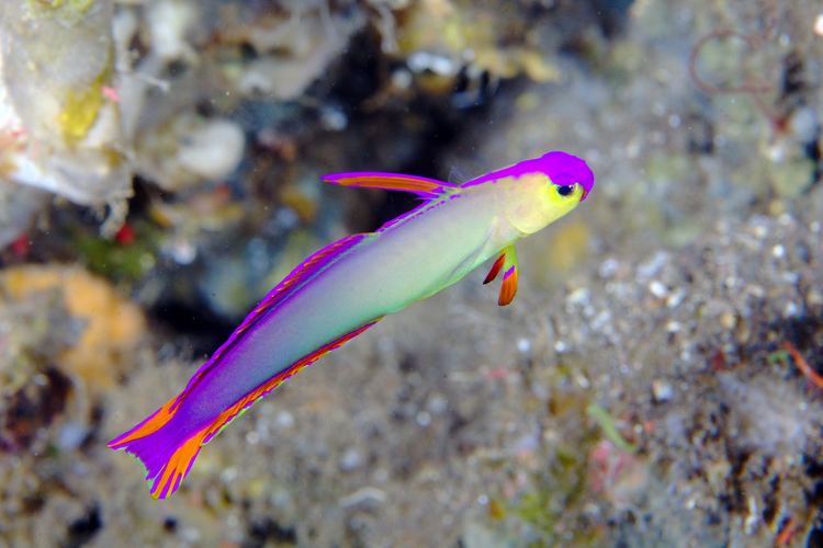 n.decora