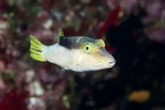 Canthigaster epilampra