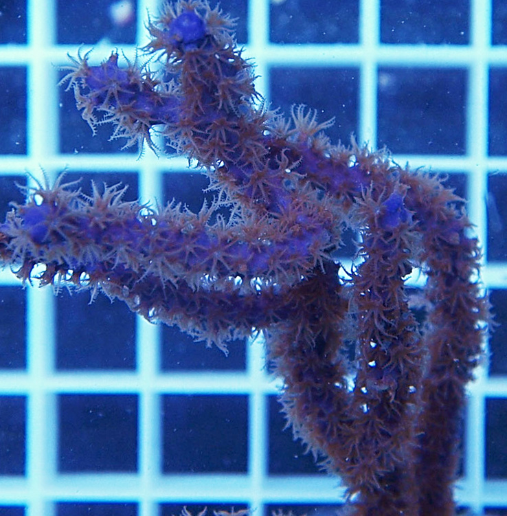 Pseudopterogorgia elisabethae 1