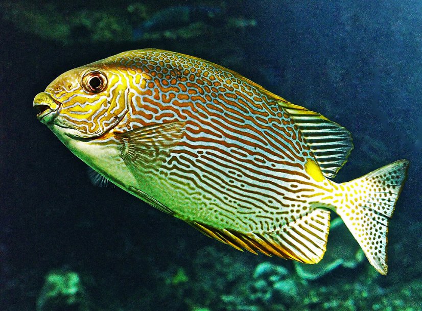 siganus lineatus5