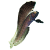 Chaenopsidae