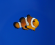 Amphiprion ocellaris - Velikost rybky: 2 - 3 cm (S)