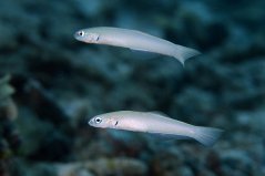 Ptereleotris microlepis - pár