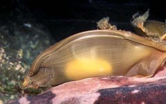 Chiloscyllium plagiosum - vajíčko