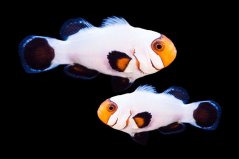 Amphiprion ocellaris Wyoming white