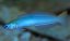 p.microlepis4