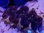 Tridacna squamosina ULTRA