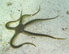ophiarachna incrassata