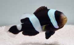 amphiprion polymnus1