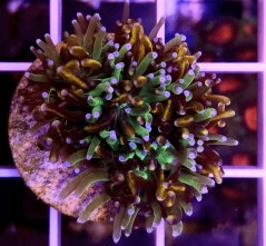 Galaxea fascicularis GOLD STRIPE