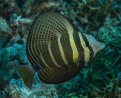 Zebrasoma veliferum2