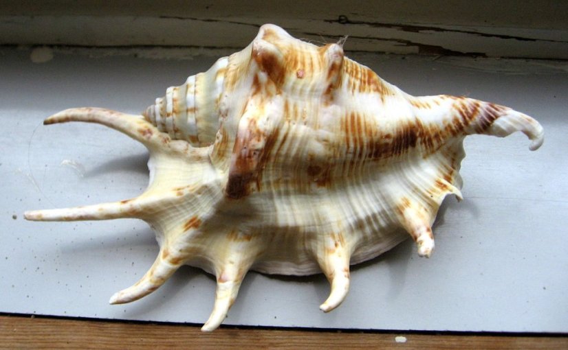 lambis lambis3