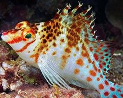 cirrhitichthys falco3