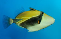 Rhinecanthus rectangulus
