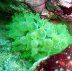 Entacmea quadricolor ultra green fluorescentní