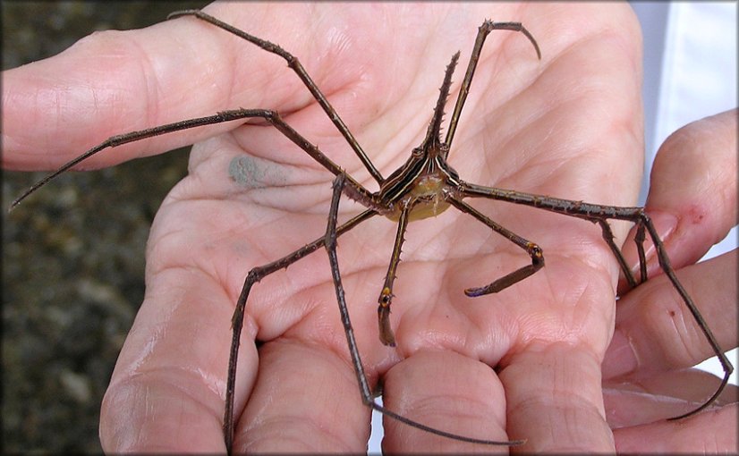 stenorhynchus seticornis4