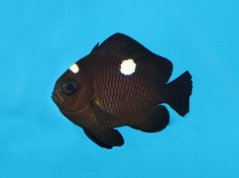 Dascyllus trimaculatus