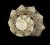 Lunella coronata
